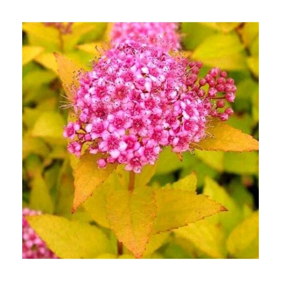 Spiraea japonica 'Golden Carpet' – Japán gyöngyvessző