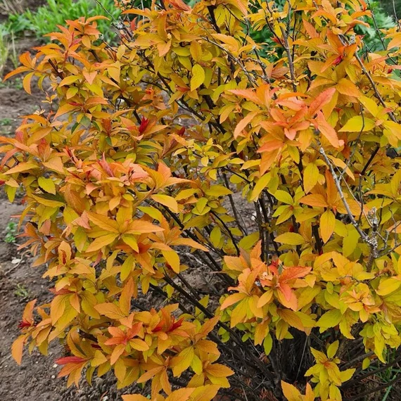 Spiraea japonica 'Golden Carpet' – Japán gyöngyvessző