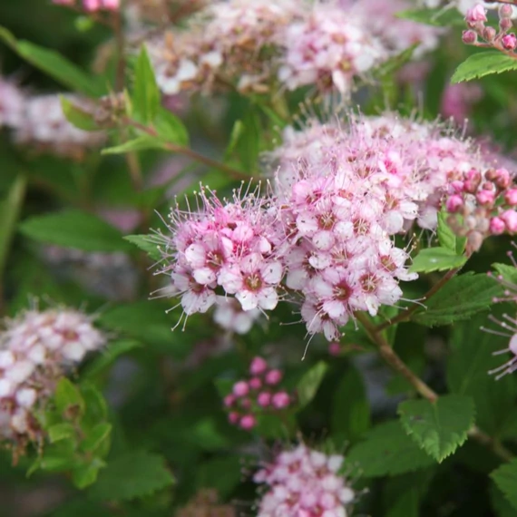 Spiraea japonica 'Little Princess' – Japán gyöngyvessző