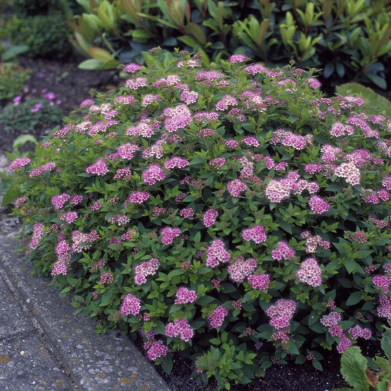 Spiraea japonica 'Little Princess' – Japán gyöngyvessző