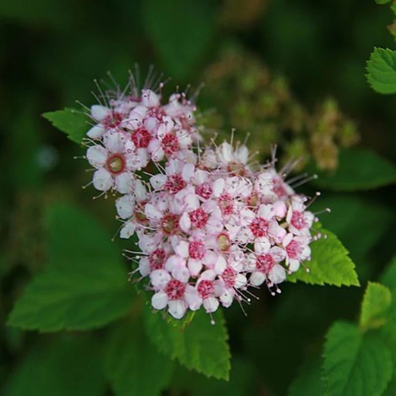 Spiraea japonica 'Little Princess' – Japán gyöngyvessző