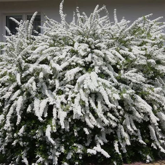 Spiraea cinerea 'Grefsheim' - Hamvas gyöngyvessző