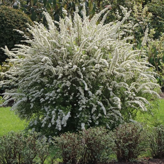 Spiraea cinerea 'Grefsheim' - Hamvas gyöngyvessző