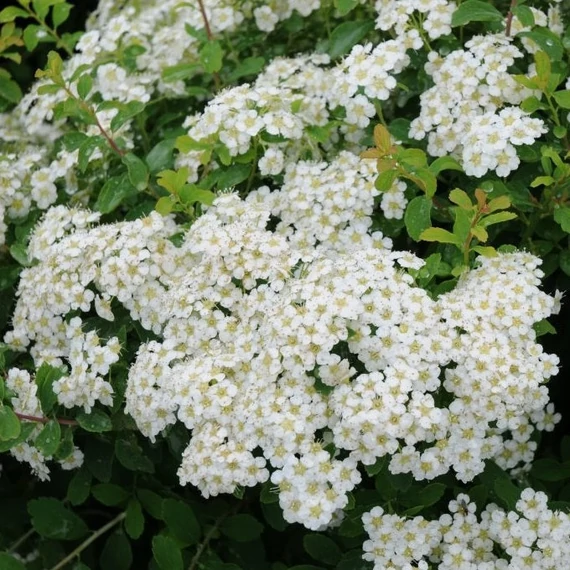 Spiraea cinerea 'Grefsheim' - Hamvas gyöngyvessző