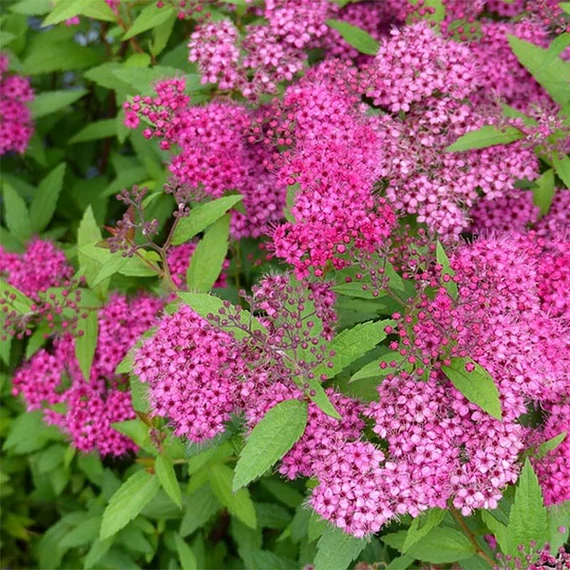 Spiraea japonica 'Anthony Waterer' - Japán gyöngyvessző