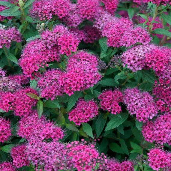 Spiraea japonica 'Anthony Waterer' - Japán gyöngyvessző