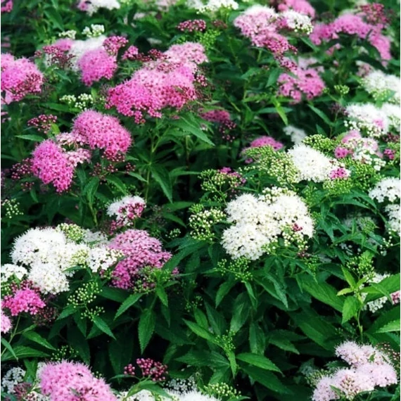 Spiraea japonica 'Genpei' - Japán gyöngyvessző