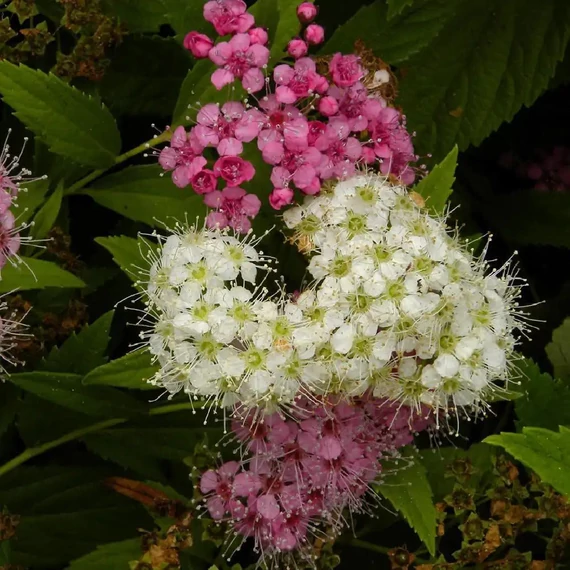 Spiraea japonica 'Genpei' - Japán gyöngyvessző