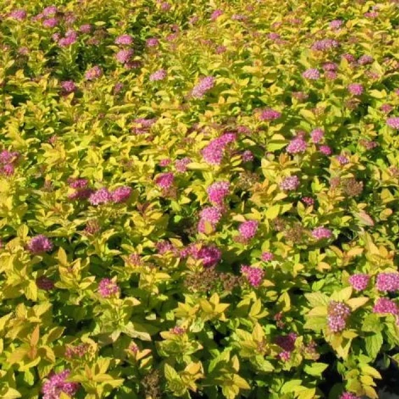 Spiraea japonica 'Golden Princess' - Japán gyöngyvessző
