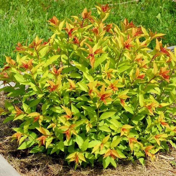 Spiraea japonica 'Goldflame' - Japán gyöngyvessző
