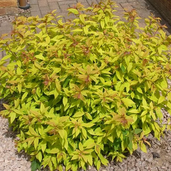 Spiraea japonica 'Goldflame' - Japán gyöngyvessző