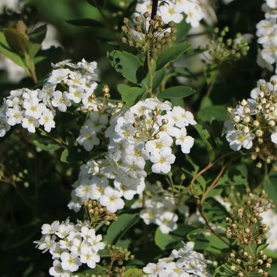 Spiraea vanhouttei - Közönséges gyöngyvessző