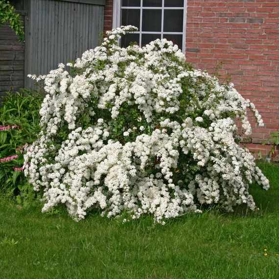 Spiraea vanhouttei - Közönséges gyöngyvessző