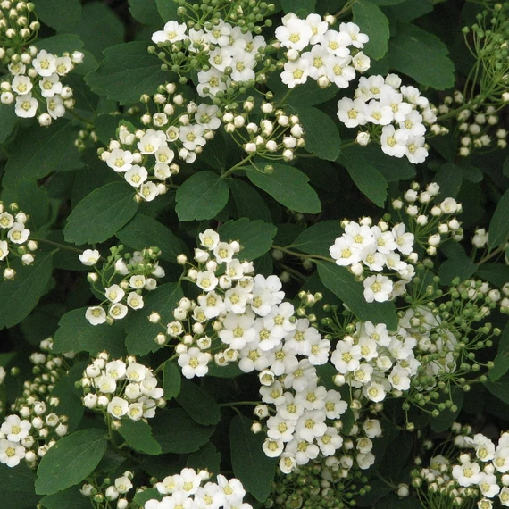 Spiraea vanhouttei - Közönséges gyöngyvessző