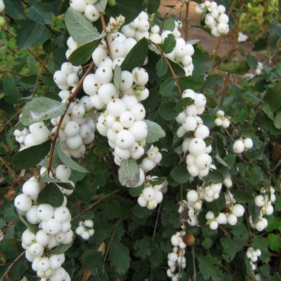 Symphoricarpos x doorenbosii 'White Hedge' – Hóbogyó