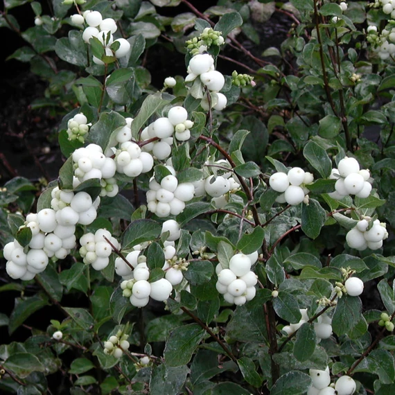 Symphoricarpos x doorenbosii 'White Hedge' – Hóbogyó