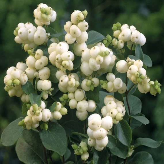 Symphoricarpos x doorenbosii 'White Hedge' – Hóbogyó