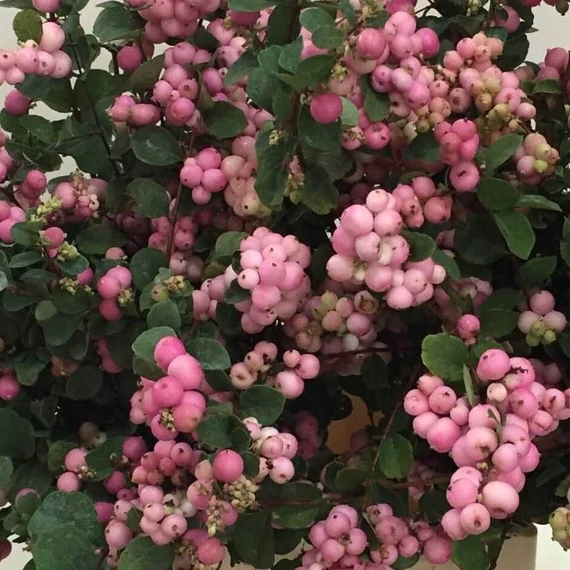 Symphoricarpos 'Pink Pearl' – Hóbogyó