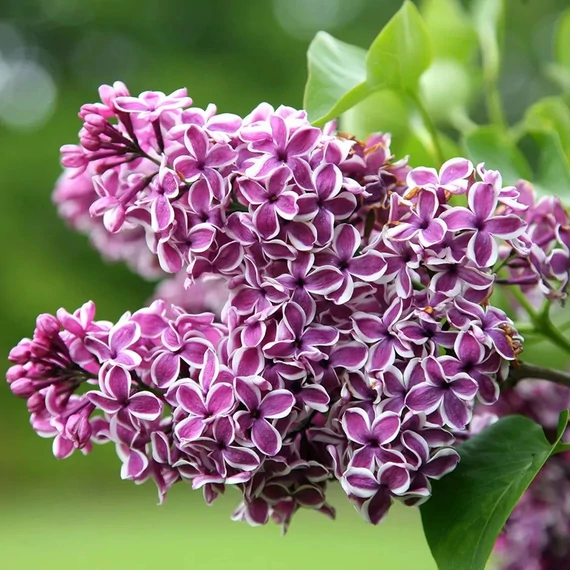 Syringa vulgaris 'Sensation' – Közönséges orgona