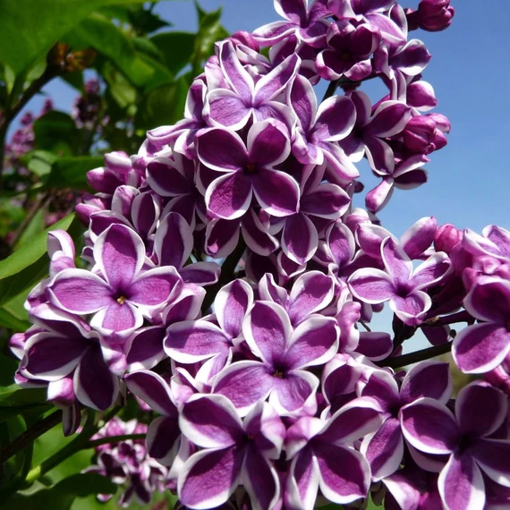 Syringa vulgaris 'Sensation' – Közönséges orgona