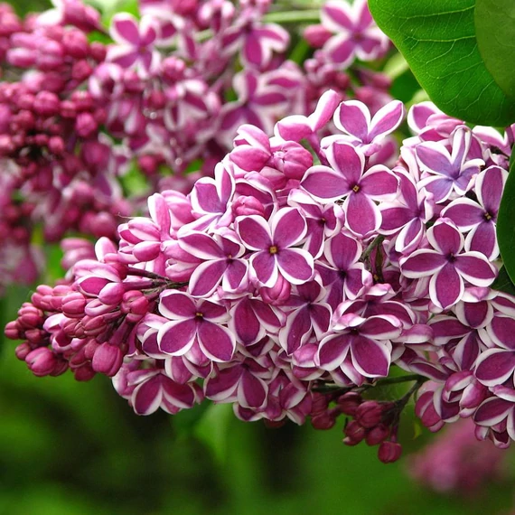 Syringa vulgaris 'Sensation' – Közönséges orgona