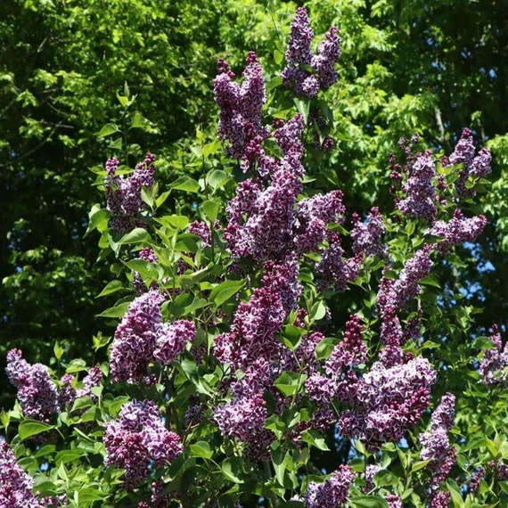 Syringa vulgaris 'Sensation' – Közönséges orgona