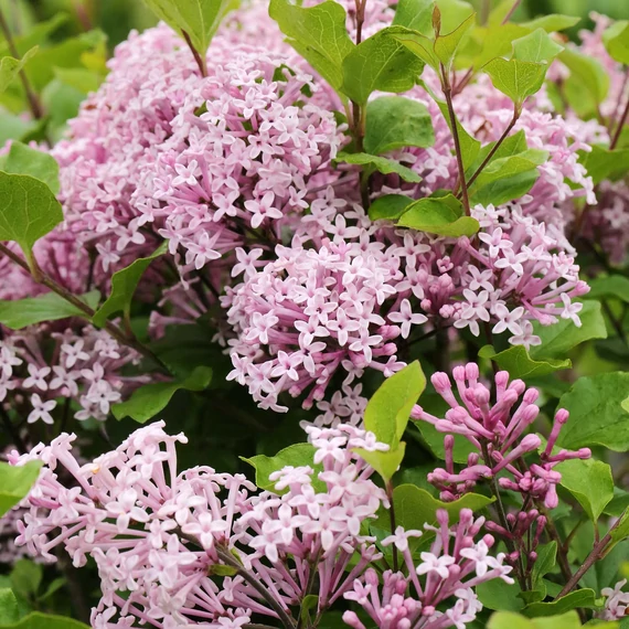 Syringa meyeri 'Palibin' - Törpe orgona