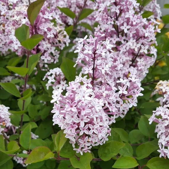 Syringa meyeri 'Palibin' - Törpe orgona