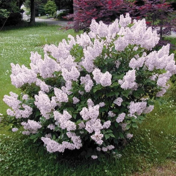 Syringa patula 'Miss Kim' - Törpe orgona, bársonyos orgona
