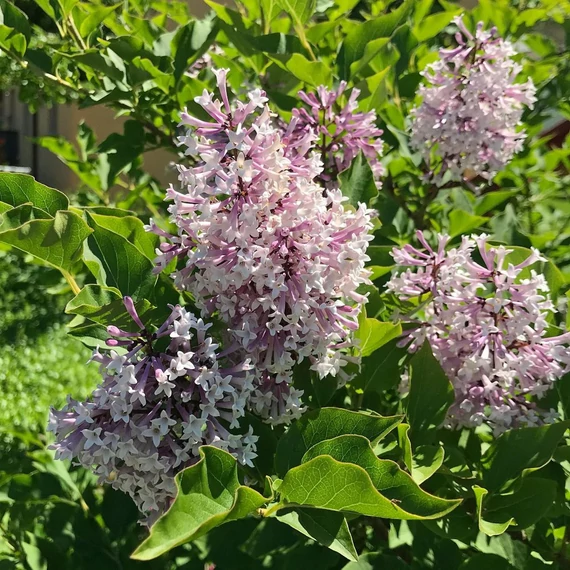 Syringa patula 'Miss Kim' - Törpe orgona, bársonyos orgona