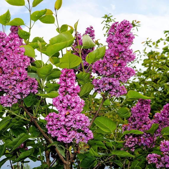Syringa vulgaris 'Andenken an Ludwig Spath' - Orgona