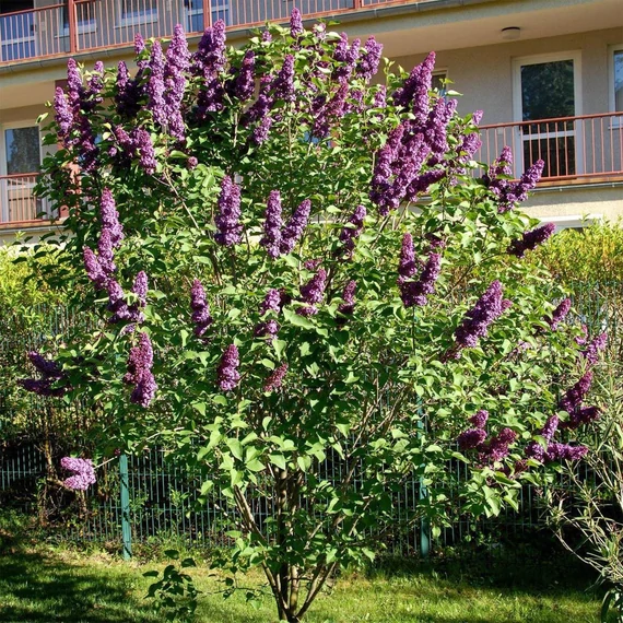 Syringa vulgaris 'Andenken an Ludwig Spath' - Orgona