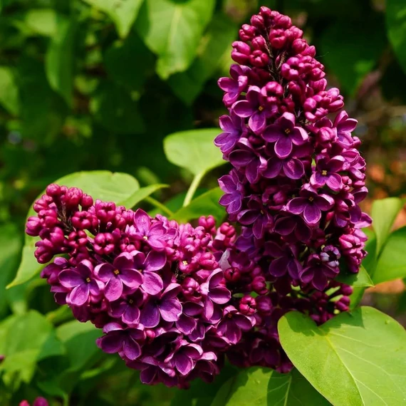 Syringa vulgaris 'Andenken an Ludwig Spath' - Orgona