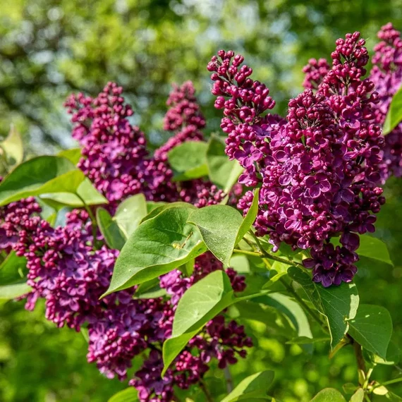Syringa vulgaris 'Andenken an Ludwig Spath' - Orgona