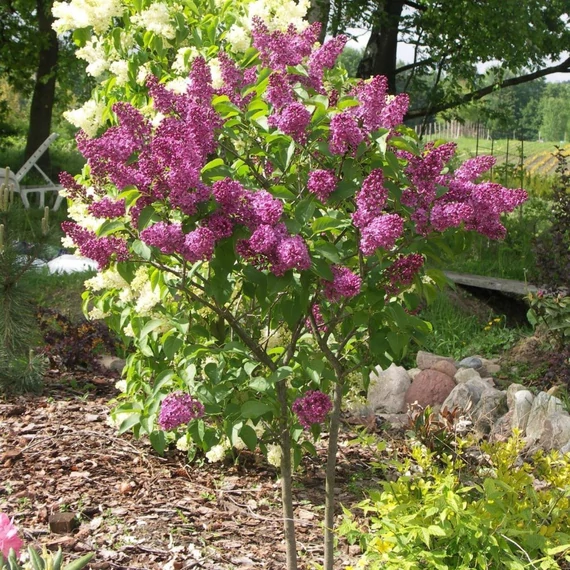 Syringa vulgaris 'Charles Joly' - Orgona