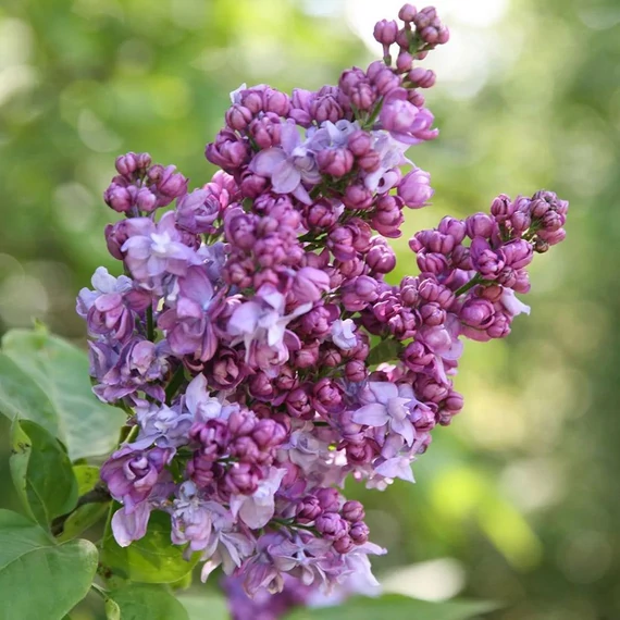 Syringa vulgaris 'Charles Joly' - Orgona