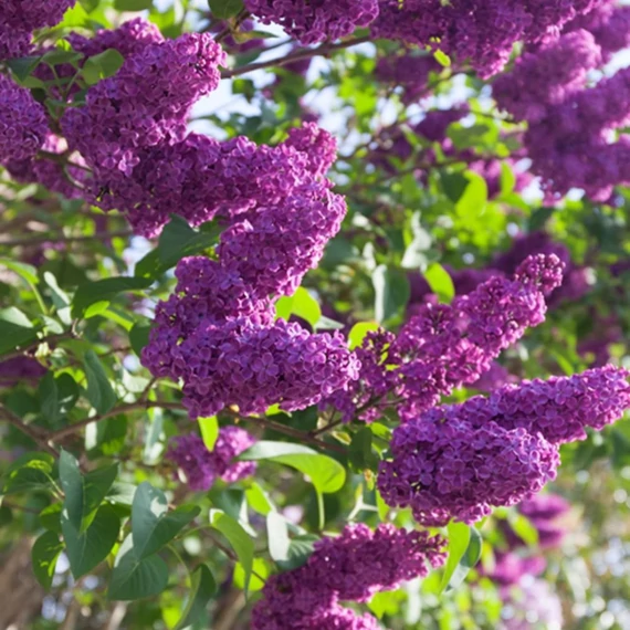 Syringa vulgaris 'Charles Joly' - Orgona