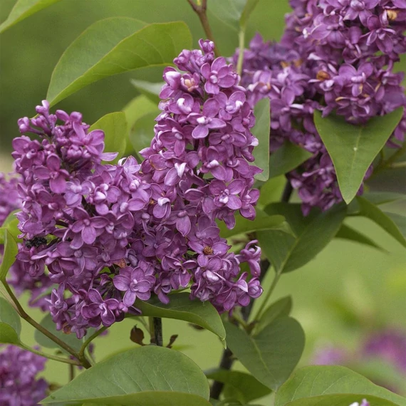 Syringa vulgaris 'Charles Joly' - Orgona