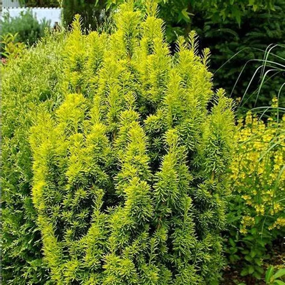 Taxus baccata 'David' – Tiszafa