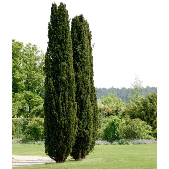 Taxus baccata 'Fastigiata Robusta' - Oszlopos tiszafa