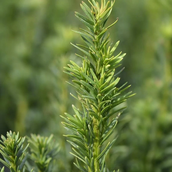 Taxus baccata 'Fastigiata Robusta' - Oszlopos tiszafa