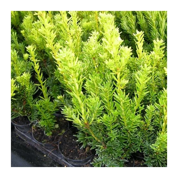 Taxus media 'Groenland' - Tiszafa