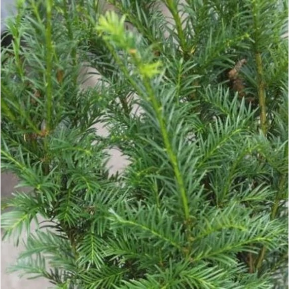 Taxus media 'Groenland' - Tiszafa