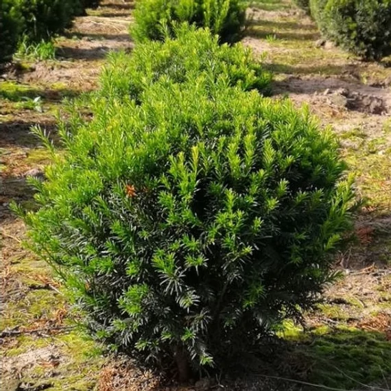 Taxus media 'Groenland' - Tiszafa
