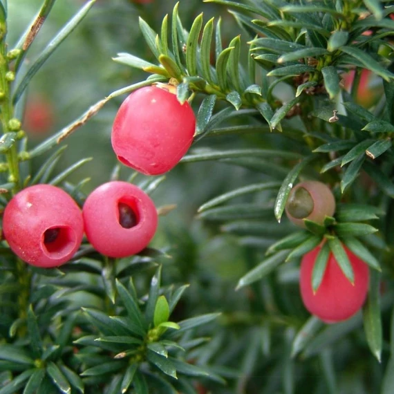 Taxus media 'Hicksii' - Tiszafa (nőivarú)
