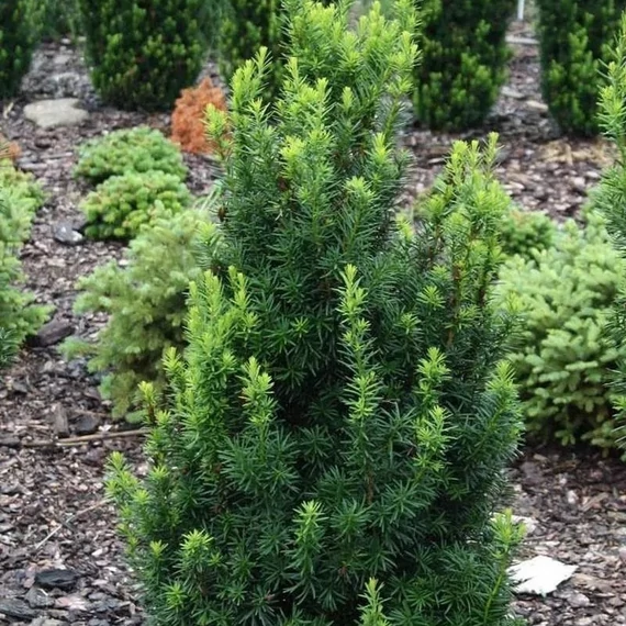 Taxus media 'Hicksii' - Tiszafa (nőivarú)