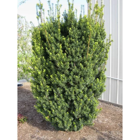 Taxus media 'Hicksii' - Tiszafa (nőivarú)