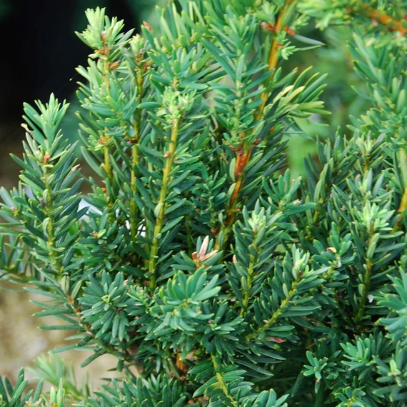 Taxus x media 'Hillii' - Tiszafa