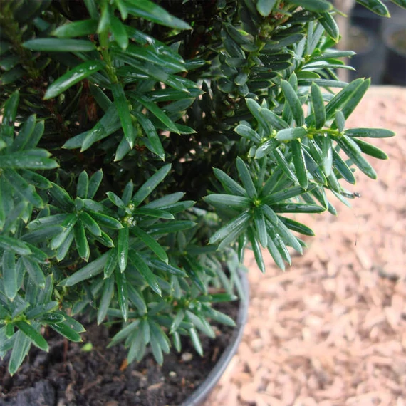 Taxus x media 'Hillii' - Tiszafa