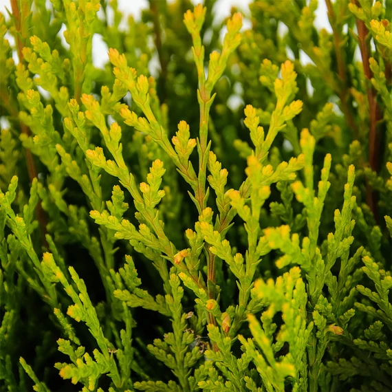Thuja (Platycladus) orientalis 'Aurea Nana' - Keleti tuja